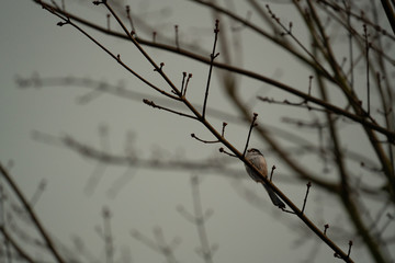 Fototapeta na wymiar little bird warms up on a branch