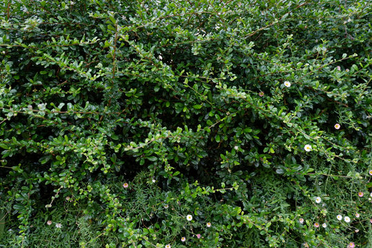 The green bush background has white and pink flowers.