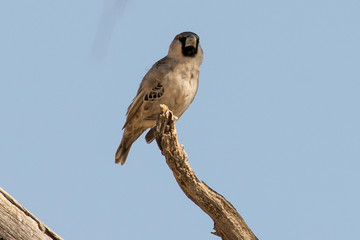 Républicain social,.Philetairus socius, Sociable Weaver, Parc national Kalahari Gemsbok, parc...
