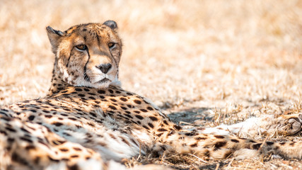  A cheetah in South Africa in the Kruger National Park is taking a break from hunting, the endangered wild animal is lying in the grassland in front of a bush in the midday sun, he is well camouflaged