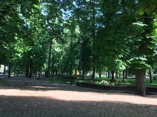 Walking path in the park, green trees.