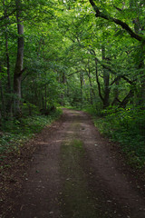 Fototapeta na wymiar Path through summer green forest, in Puhtulaid, Estonia.