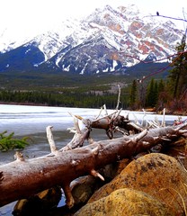 Fototapeta na wymiar Amérique du Nord, Canada, Alberta, parc national de Jasper