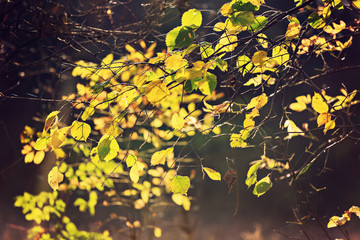 autumn leaves background