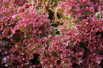 Frischer Lollo Rosso Salat