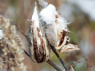 Milkweed seed pod and seeds