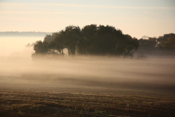 Wild-growing bushes among the exfoliating fog in beams of a rising sun. Fantastic picture.