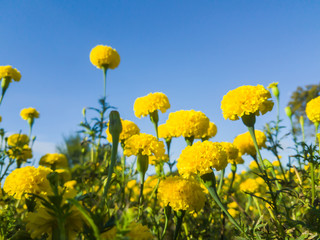 Obraz premium Yellow and green flowers ​in the​garden and blue sky 