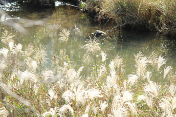南伊豆　青野川沿いのススキ