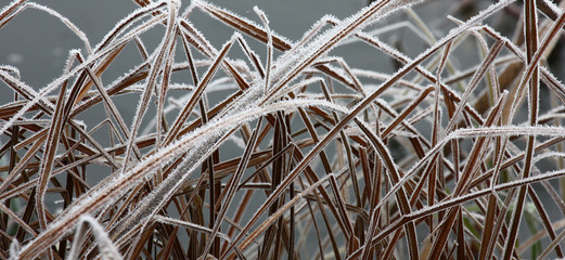 Long dry brown leaves of a marsh sedge in white crystals of hoarfrost on a gray background of ice.
