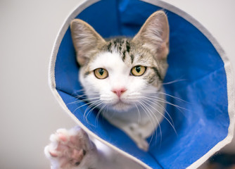 A tabby and white domestic shorthair kitten wearing a protective Elizabethan collar as it heals from a surgery
