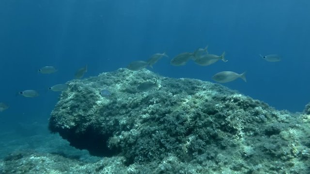School of fish swims above bottom covered with brown algae on the blue water background. Gold Line, Salema or Porgy fish (Sarpa salpa) and Saddled Seabream, Saddle bream or Oblade (Oblada melanura)