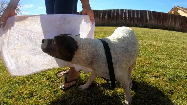 Owner trying to dry excited dog with white towel on grass, Slow Motion