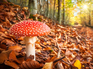 Ein wunderschöner Fliegenpilz steht im Laub und leuchten im bunten Herbstwald	