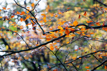 Branch with autumn leaves