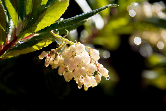 fleur d'abousier en Provence fleur blanche et goutte d'eau