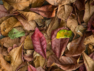 Fototapeta na wymiar Texture of dry tropical yellow, brown, red, green leaves lying on the ground. Thailand.