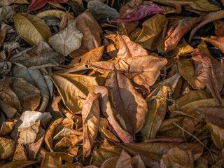 Texture of dry tropical yellow, brown, red, green leaves lying on the ground. Thailand.