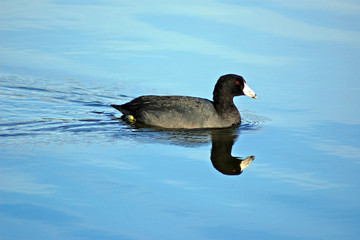 Coot.