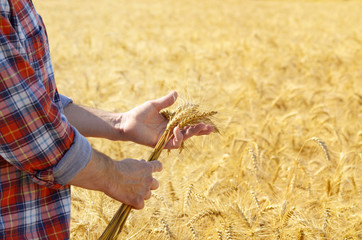 Farmer holds wheat harvest ready spikelets in his hand at corn field sunset time