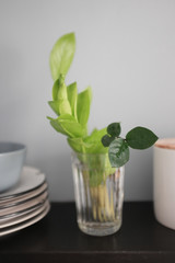 The process of the Zamioculcus flower stands in a glass beaker to take root. 