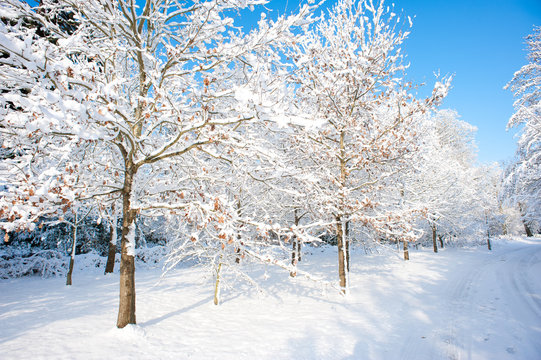 A winter forest scene with trees full of snow against a blue sky on a bright sunny day.Image