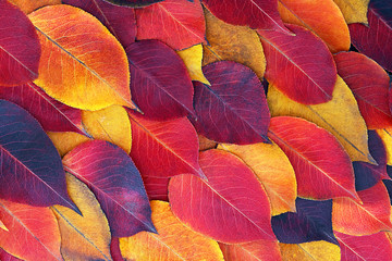 Fototapeta na wymiar Autumn background, colorful leaves. Layout for design. Flat lay, top view, copy space