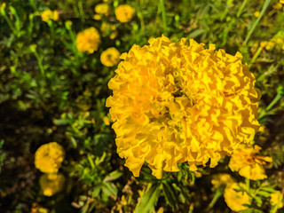 yellow flowers in garden-close up shot