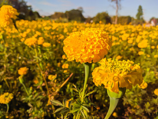 field of yellow flowers, close-up shot flowers 