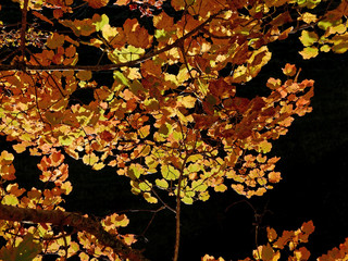 i caldi colori della natura in autunno