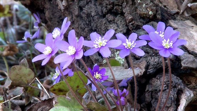 Flowering Liverwort, Hepatica nobilis during spring, Sweden