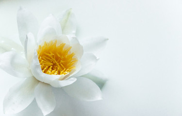 White delicate water lily flower on a white background. Wild flower for the princess. Beauty and grace. Natural perfection.