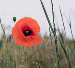 Poppy field. Wild poppy, red poppy. Unusual flowers. Red poppy flowers in the field.