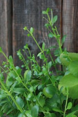 Beautiful green flower in a pot close up