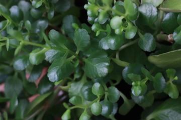 Beautiful green flower in a pot close up