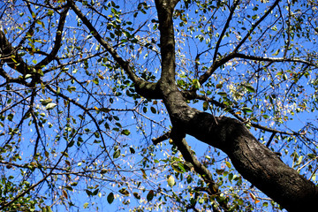 tree in spring