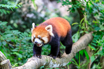 レッサーパンダ