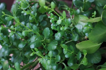 Beautiful green flower in a pot close up