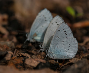 butterflies on the ground