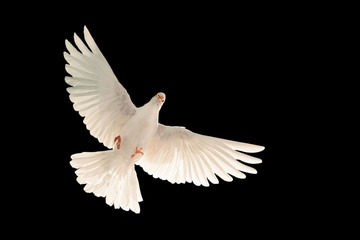 Fototapeta na wymiar White dove flying on black background and Clipping path .freedom concept and international day of peace