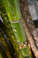 Written Bamboo