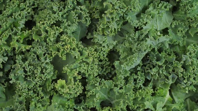 Bright green kale spinning 01