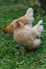 Home fawn hens on the grass in a small farm.