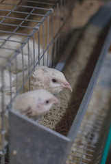 White texas quail in a cage on a home farm. © Lesya