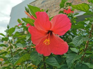 red flower in the garden
