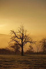 Alter Apfelbaum im Morgentau zu Sonnenaufgang, vor Talnebel im Schwarzwald