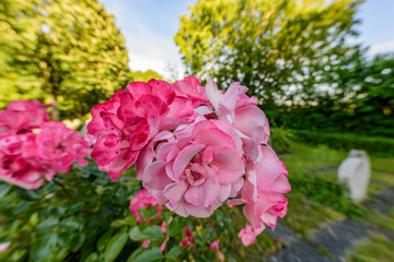 Eatable Flowers in a  swiss herb garden