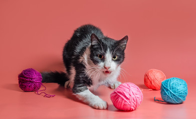 Fototapeta na wymiar veterinarydisabled cat with amputated forepaw among balls of woolen thread on a pink background