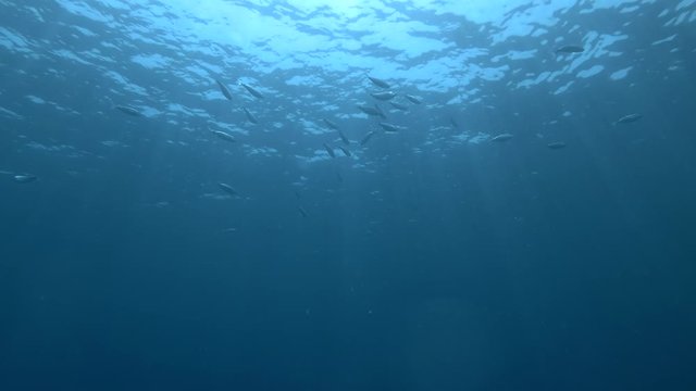 School of fish swims on the blue water in sun rays. Saddled Seabream, Saddle bream or Oblade (Oblada melanura) Mediterranean Sea