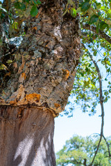 Peeled cork oak, primary source of cork for wine bottle stoppers and other uses